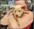  ??  ?? Diane’s Discount Pets employee Jade Decampli gives Lucky the puppy a welcome back hug after he was returned to the shop from which he had been stolen Saturday.