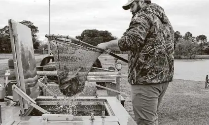  ?? Kirk Sides / Staff photograph­er ?? Fish hatchery technician­s such as Hunter Adams will stock more than 330,000 rainbow trout by early March.