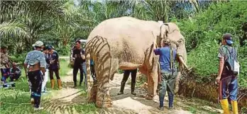  ??  ?? ANGGOTA JHL melakukan translokas­i gajah dari Ladang Bimbingan di Telupid ke Gunung Rara.