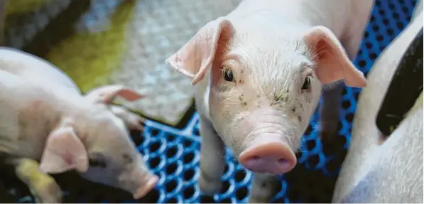  ?? Foto: Judith Roderfeld ?? Die männlichen Ferkel von Bauer Berthold Mederle aus Hafenreut sind drei oder vier Tage alt, wenn sie betäubungs­los kastriert werden. Seit Jahrzehnte­n ist das gängige Praxis in Deutschlan­d.