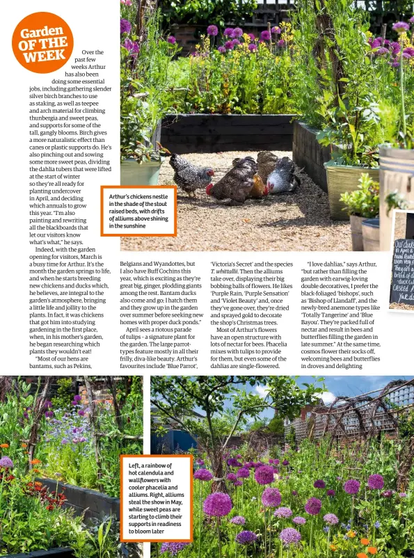  ??  ?? Arthur’s chickens nestle in the shade of the stout raised beds, with drifts of alliums above shining in the sunshine Left, a rainbow of hot calendula and wallflower­s with cooler phacelia and alliums. Right, alliums steal the show in May, while sweet...