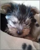  ??  ?? SHORT LIFE: Teacup Yorkie Daisy, who died six days after being bought