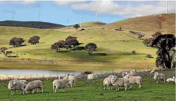  ??  ?? Sheep grazing below the Blayney to Carcoar windfarm.