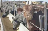  ?? NATI HARNIK/AP ?? Cattle occupy a feedlot in Columbus, Nebraska. Rural America continued to lose population in the latest numbers from the U.S. Census Bureau.