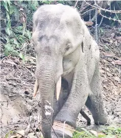  ??  ?? The elephant rescued at Ulu Segama Forest Reseve, Lahad Datu has passed away.