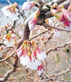  ?? ?? Flowering Chinese Cherry Blossom, by Gordon Adam