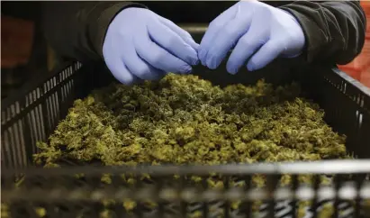  ?? (Reuters) ?? An employee sorts freshly harvested cannabis buds at a medical marijuana plantation in northern Israel last year.