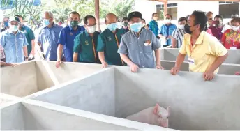  ?? ?? Uggah (second right) and other guests visit the pig farm at Rumah Entinggang.