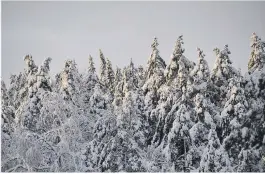  ??  ?? I BUE: Noen av traerne i dette området er toppebrekt allerede, og flere står for tur hvis det ikke kommer mildvaer så snøen faller av.