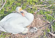  ?? FOTOS: HUBERT JUD ?? Auch bei jungen, unerfahren­en Schwanenpa­aren griff die Stadt bereits ein, wenn diese ihre Nester an weniger geeigneten Stellen bauten.