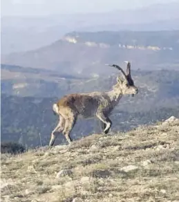  ?? JAVIER ORTÍ ?? Imagen de una cabra infectada con sarna sarcóptica en Els Ports.