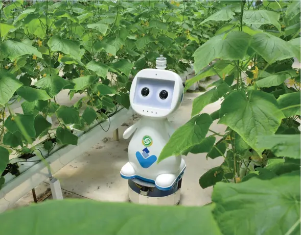  ??  ?? A farming robot moves in between two rows of plants in a greenhouse in Fuzhou, capital of Fujian province.