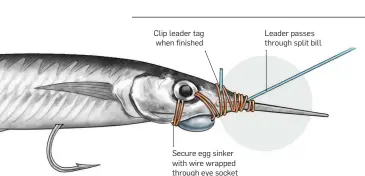  ??  ?? Clip leader tag when finished Secure egg sinker with wire wrapped through eye socket Leader passes through split bill