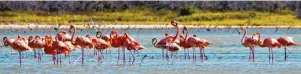  ?? Fotos: Dominican Republic Ministry of Tourism, tmn ?? Die Karibikins­el hat eine enorme Vielfalt an Tieren zu bieten.