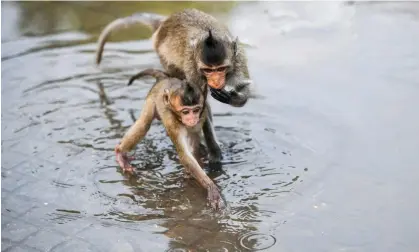  ?? Photograph: Chalinee Thirasupa/Reuters ?? Long-tailed macaques are the most heavily traded primate, mostly for laboratory research. A Cambodian wildlife official is among eight charged with smuggling the endangered species.