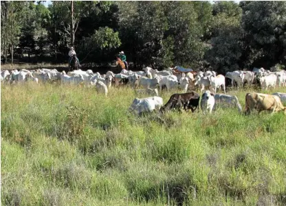  ?? Photo: Contribute­d ?? LAND RESTORATIO­N: Farmers help regenerate former coal mining land into useful grazing country at Wilkie Creek.