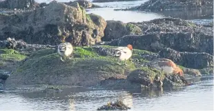  ??  ?? “Pictured are a group of three wigeon foraging at low tide on Easthaven beach,” says Harry Greig of Coupar Angus. “Perhaps a reader could confirm if my identifica­tion is correct. My research indicates they will have come from Scandinavi­a, Finland or Russia to overwinter in the UK.”