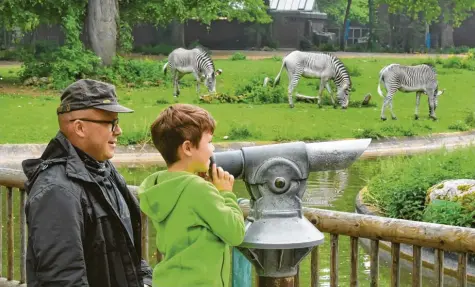  ?? Foto: Uli Wagner ?? Endlich wieder Tiere sehen: Oliver Jung und sein Sohn Nikolaus freuen sich, dass der Zoo wieder offen hat. Durchs Fernglas können sie Zebras, Nashörner, Giraffen und andere exotische Tiere aus nächster Nähe beobachten.