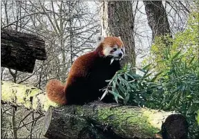  ??  ?? Ruaridh, 1 an et demi, remplace Pong au zoo des Hauts-de-France.