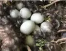  ?? FOTO'S JAN AUMAN ?? De negen eieren van moeder eend zonder hoogtevree­s.