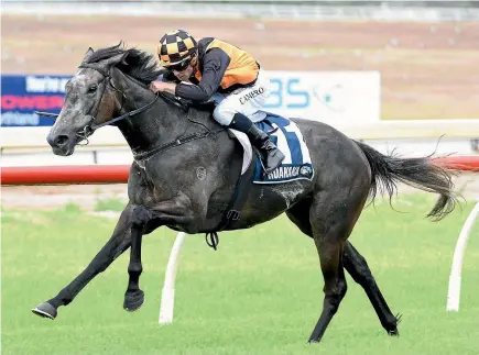  ?? RACE IMAGES ?? Danzdanzda­nce is now co-favourite for the New Zealand Derby.