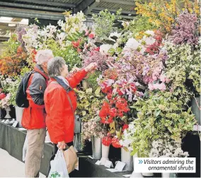  ?? ?? » Visitors admiring the ornamental shrubs