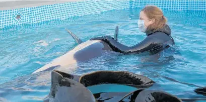  ?? Photo / Mark Mitchell ?? A volunteer with male orca calf Toa in his pool at the Plimmerton Boating Club in Porirua.