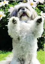  ??  ?? BUTTONS, 4 @hannah.buttons (6,485 followers). Shih tzu. Face of Pets At Home new petfood range, models for Little Pepper Designs