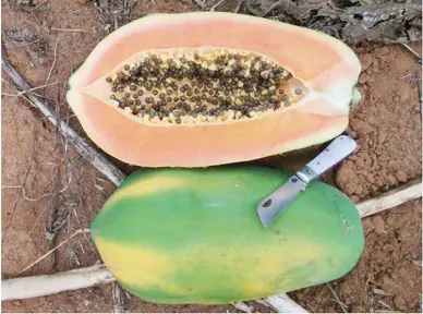  ??  ?? SWEETER PAPAYA WITH SWEET BIO – A new biostimula­nt from Italy can significan­tly improve the quality of fruits in the Philippine­s. This is the Sweet Biostimula­nt developed by Valagro company in Italy and now distribute­d locally by Zetryl Chem...