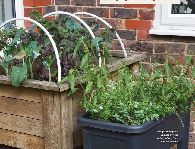  ?? ?? Interplant crops so you get a wider variety of veg from your containers