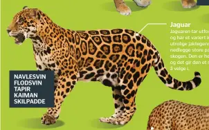  ??  ?? NAVLESVIN FLODSVIN TAPIR KAIMAN SKILPADDE Jaguar
Jaguaren tar utfordring­er på strak arm og har et variert kosthold. Med sine utrolige jaktegensk­aper kan den nedlegge store pattedyr som lever i skogen. Den er heller ikke redd for vann, og det gir den...