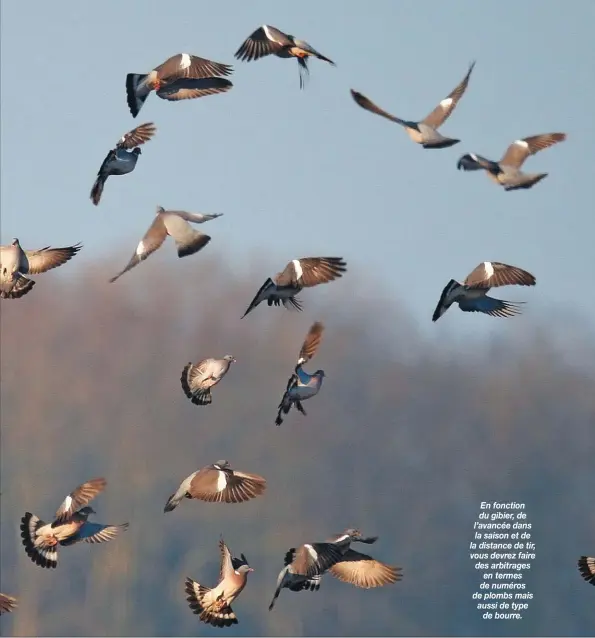  ??  ?? En fonction du gibier, de l’avancée dans la saison et de la distance de tir, vous devrez faire des arbitrages en termes de numéros de plombs mais aussi de type
de bourre.