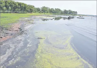  ??  ?? Los empresario­s brasileños visitaron la playa municipal de Areguá para la toma de muestras de sedimentos (lodo negro) que se encontraba­n a orillas del lago.