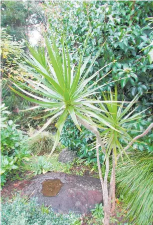  ?? ?? This Dracaena marginata has done well outside in a shady spot with indirect light.