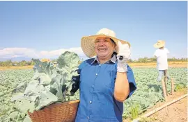  ??  ?? A farmer harvesting her vegetables.