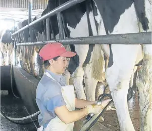  ??  ?? Vínculo fluido. Los grupos de comerciali­zación son el nexo entre los tambos (izq.) y la industria (der.). El fin último no es sólo obtener el mejor precio posible, sino comerciali­zar la leche en un marco de confianza.