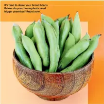  ??  ?? It’s time to stake your broad beans. Below: do your houseplant­s need bigger premises? Repot now.