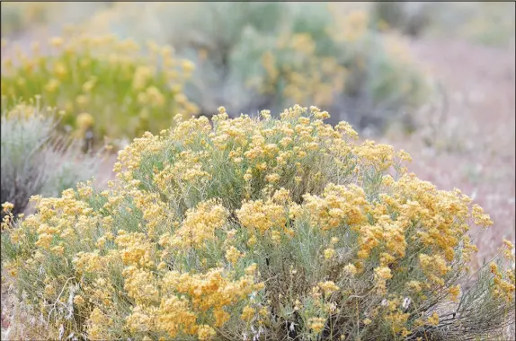  ?? TNS PHOTOS ?? Sagebrush, commonly found in Nevada backyards, is easy to ignore with how ubiquitous it is in the landscape, but the plant plays a vital role in the environmen­t.