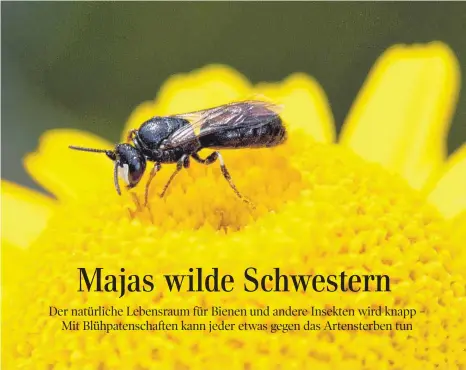  ?? FOTO: HANS-RICHARD SCHWENNING­ER/DPA ?? Die Maskenbien­e, hier auf einer Färber-Kamille, zählt zu den Wildbienen. Am liebsten ist ihr der wild wuchernde Rainfarn.