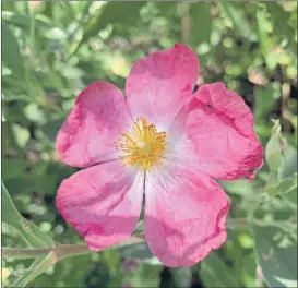  ?? PHOTOS CONTRIBUTE­D BY TOM KARWIN ?? Silver Pink Rock Rose is one of the cultivars that range form carmine red to peachy pink.