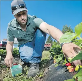 ??  ?? Raphael Guite picks strawberri­es at his family’s farm in Saanichton in May.