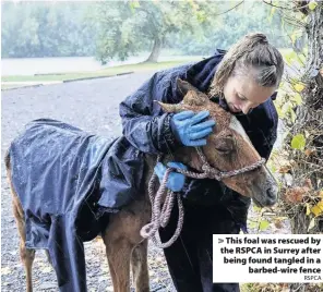  ?? RSPCA ?? This foal was rescued by the RSPCA in Surrey after being found tangled in a
barbed-wire fence