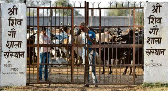  ?? Money Sharma - 26.mar.2019/AFP ?? Cuidadores fecham os portões de um abrigo temporário para vacas em Pilani, no estado do Rajastão, na região noroeste do país