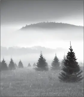  ?? Robert F. Bukaty/AP ?? Trees: Fog drifts through a Christmas tree farm near Starks Mountain in Fryeburg, Maine. Amazon plans to sell and ship fresh, full-size Christmas trees this year. They’ll go on sale in November and be sent within 10 days of being cut. Amazon says they should survive the shipping fine.