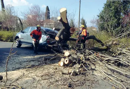  ??  ?? L’albero caduto sul viale Galileo che ha colpito un pick up che stava percorrend­o la strada. Per fortuna la pianta ha colpito solo la parte posteriore dell’auto e il conducente non ha riportato serie ferite