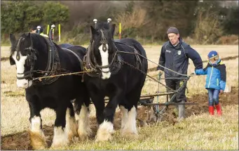  ??  ?? Eamon Murphy from Courthoule Old ploughing with his grandson Oisín and horses Paddy and Tom.