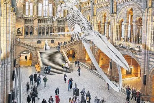  ?? TRUSTEES OF NHM ?? Sucesso. Galeria dos Dinossauro­s, com um T-Rex, é a mais concorrida do Museu de História Natural, em Londres