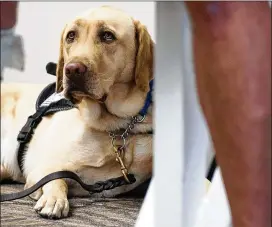  ?? SHELLY YANG / KANSAS CITY STAR ?? Southwest Airlines has announced new requiremen­ts for passengers who want to fly with a service animal or emotional support animal.