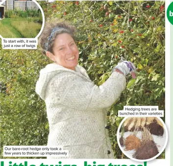  ??  ?? To start with, it was just a row of twigs
Our bare-root hedge only took a few years to thicken up impressive­ly
Hedging trees are bunched in their varieties