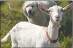  ??  ?? Molly the goat is tailed by Tucker the dog during a hike.